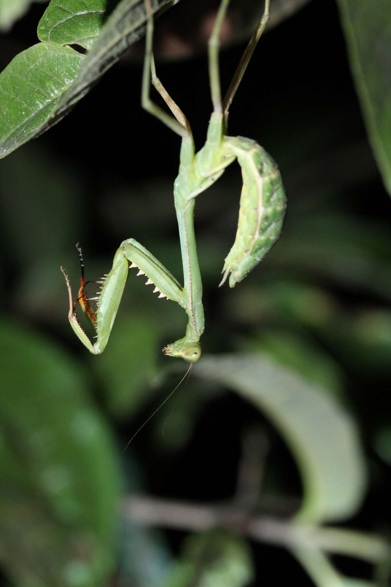 Image of Stagmomantis theophila Rehn 1904