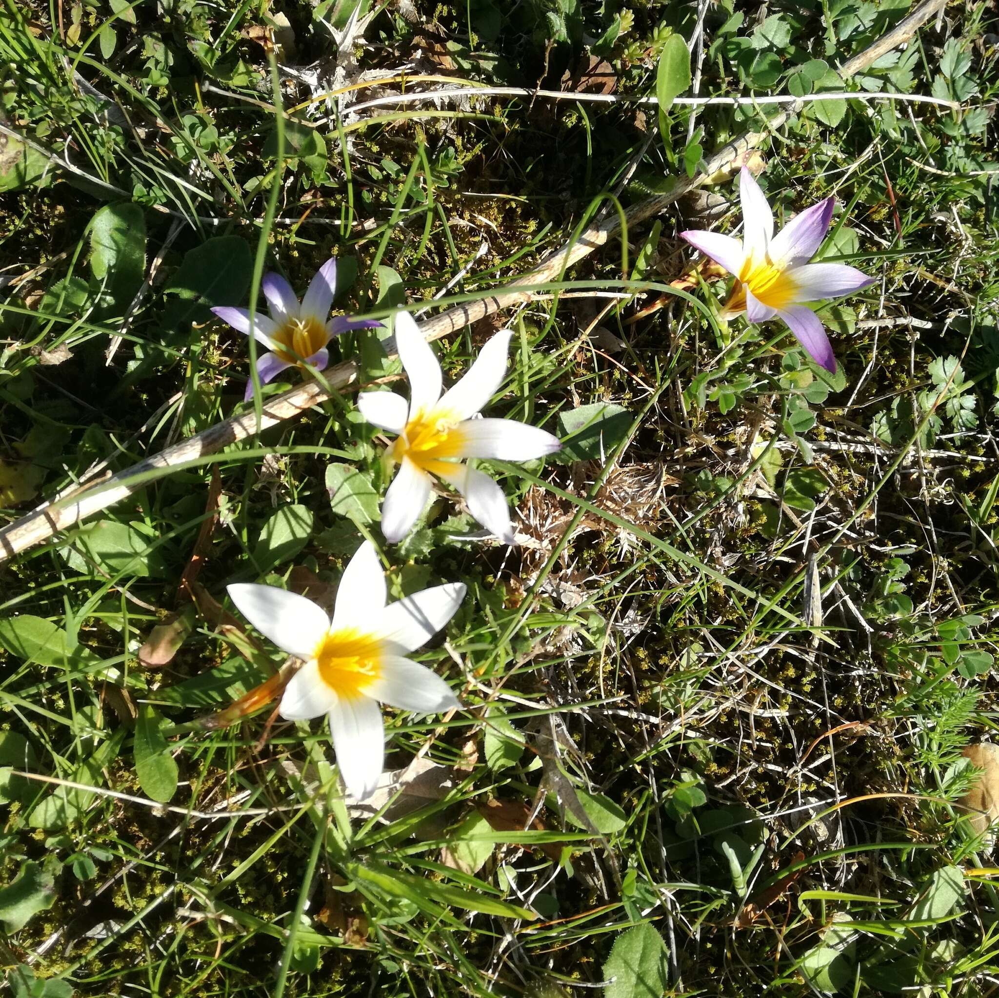 Image of crocus-leaved ROMULEA