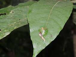 صورة Cochranella granulosa (Taylor 1949)