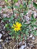 Image of rough gumweed