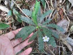 Image of Biophytum dendroides (Kunth) DC.