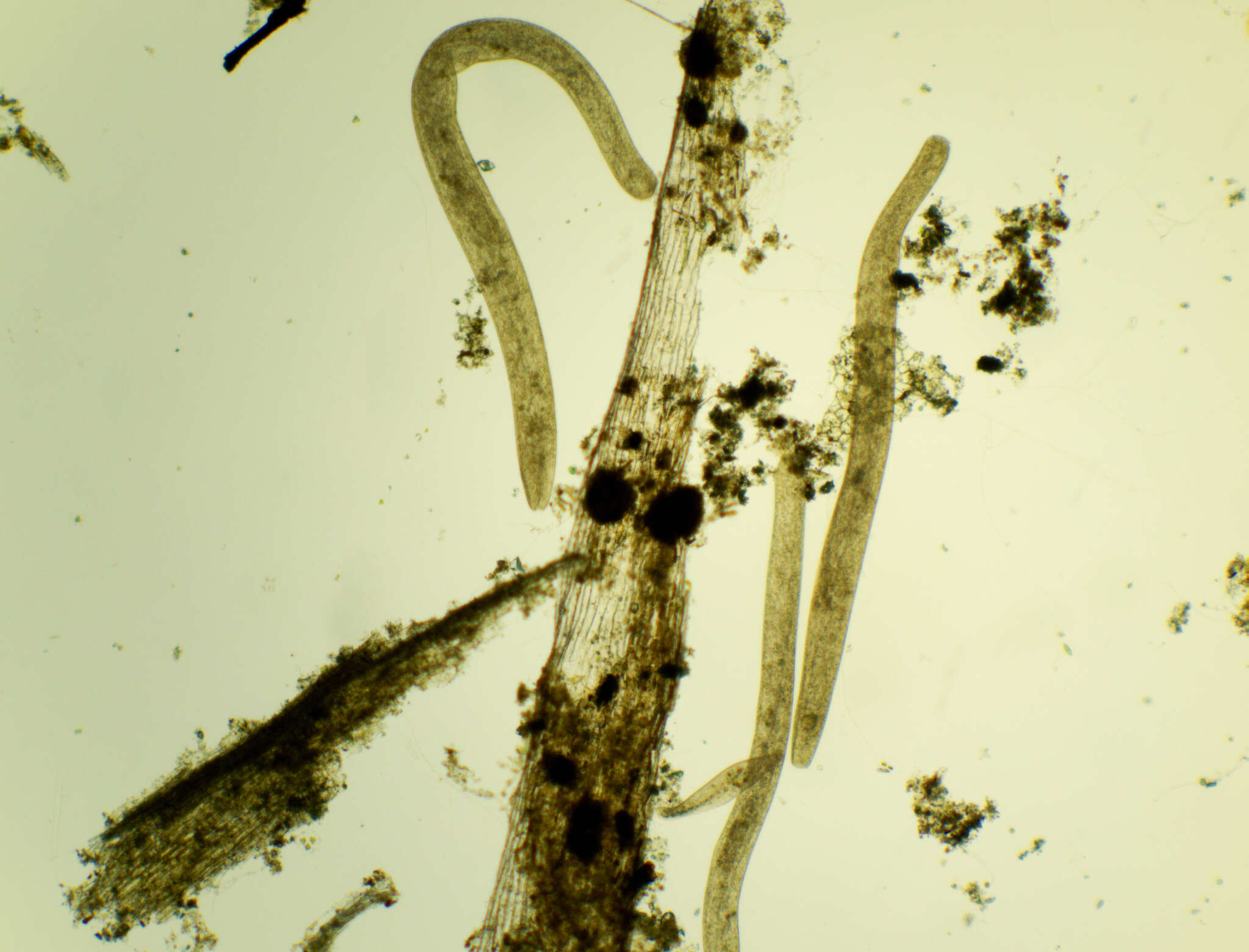 Image of Spirostomum ambiguum