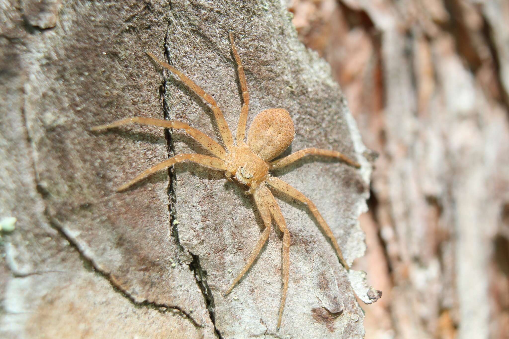 Image of Philodromus fuscomarginatus (De Geer 1778)