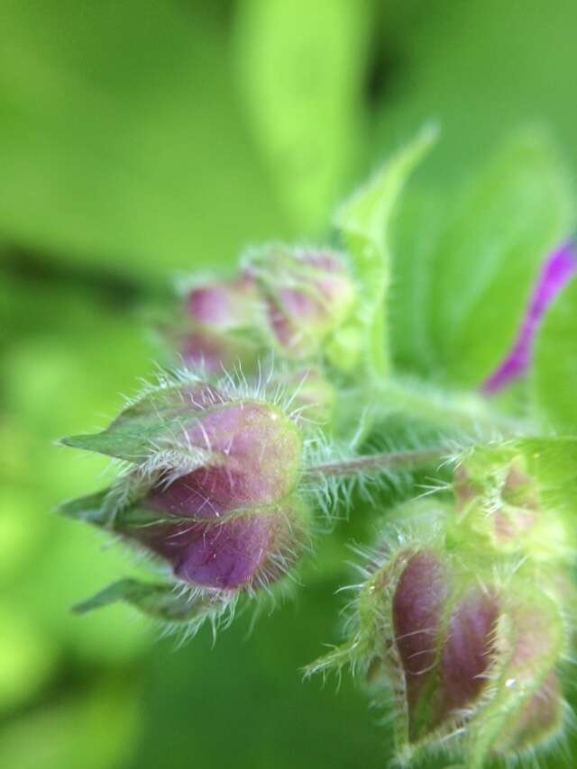 Imagem de Mirabilis violacea (L.) Heimerl