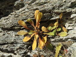 Image of Sonchus novae-zelandiae (Hook. fil.) Benth. & Hook. fil.