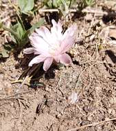 Image of Gymnocalycium bruchii (Speg.) Hosseus