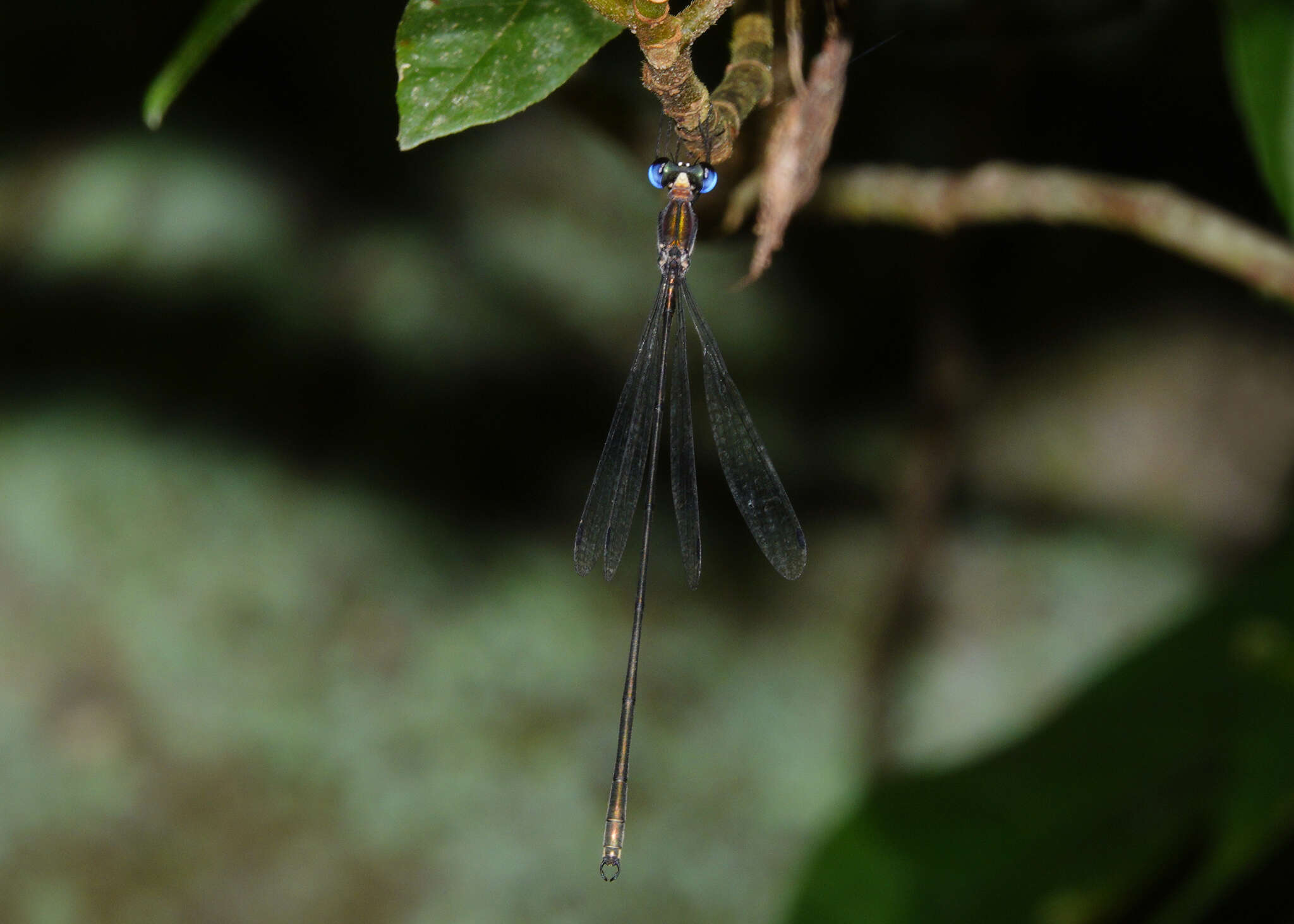 Image of Synlestes tropicus Tillyard 1917