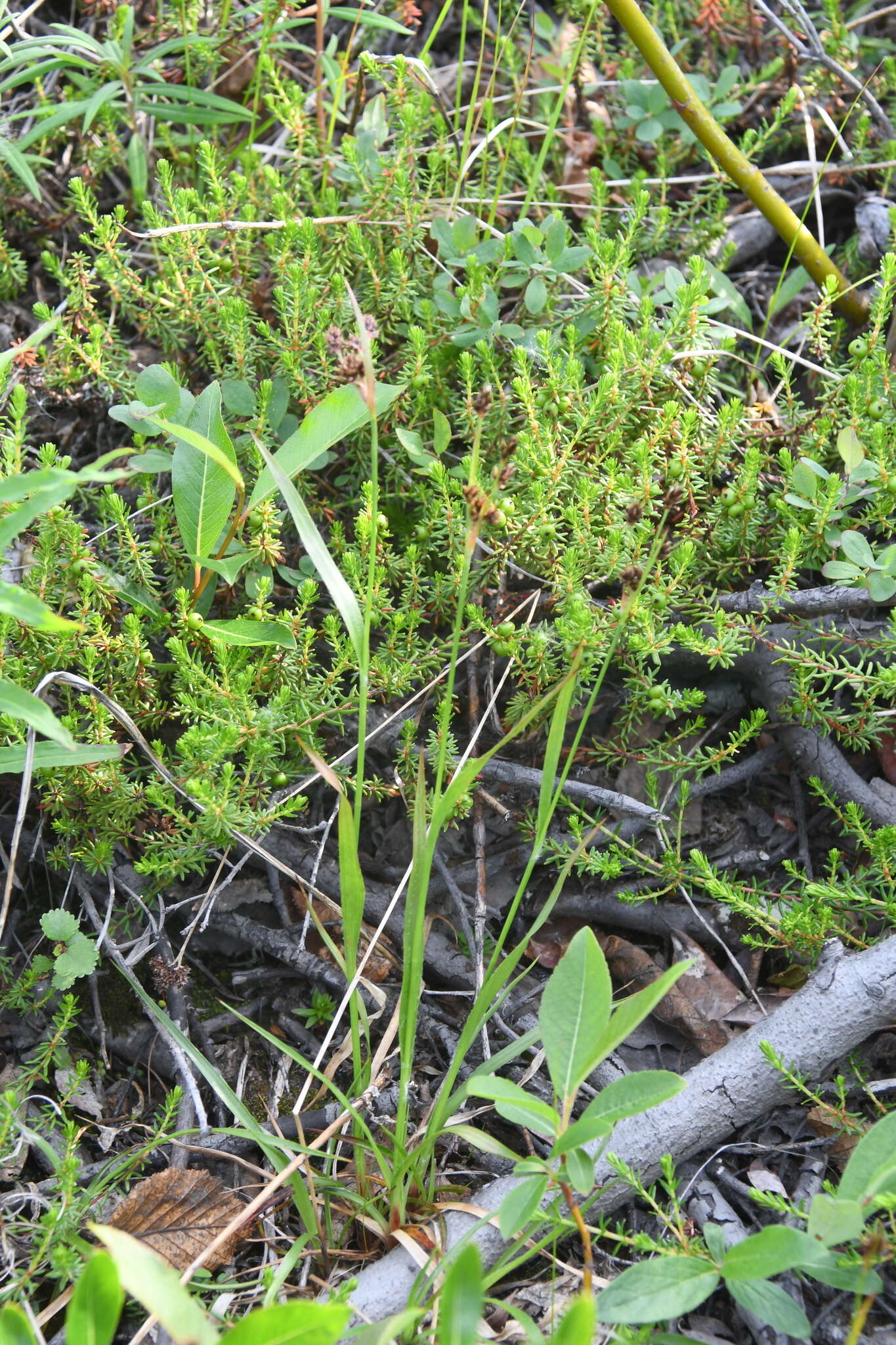 Imagem de Luzula multiflora subsp. sibirica V. I. Krecz.