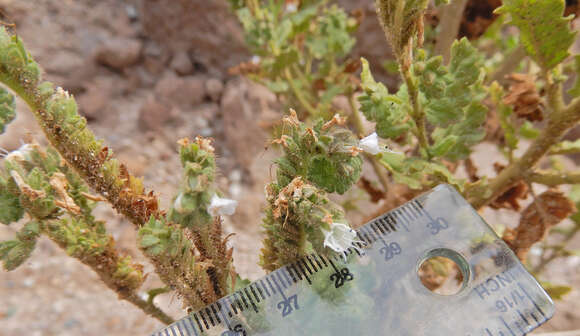 Image of Pinkava's phacelia