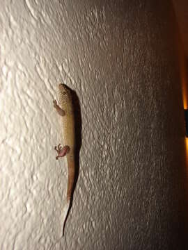 Image of Saint George Island Gecko