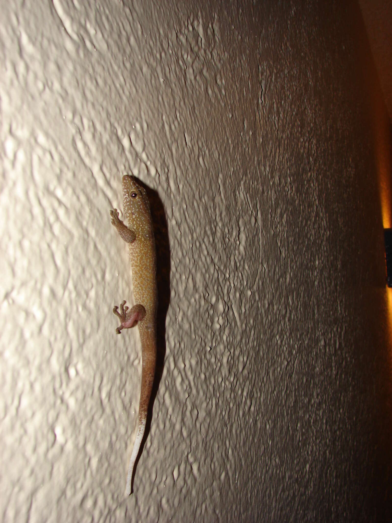 Image of Saint George Island Gecko