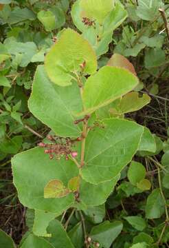 Image of Cissus doeringii Gilg & Brandt