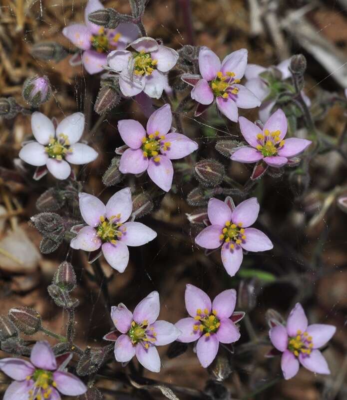 Слика од Rhodalsine geniculata (Poir.) F. N. Williams