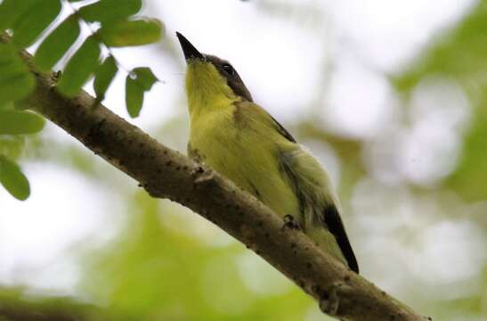 Image of Golden-bellied Gerygone