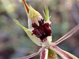 Caladenia verrucosa G. W. Carr resmi