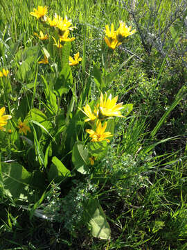 Image of mule-ears