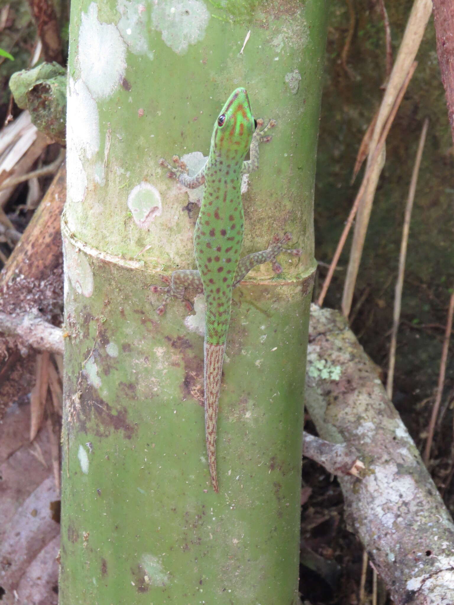 Phelsuma guttata Kaudern 1922 resmi