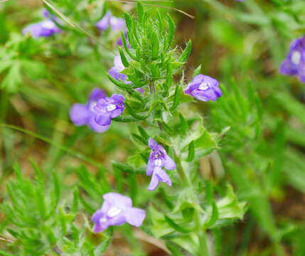 Image of Texas sage