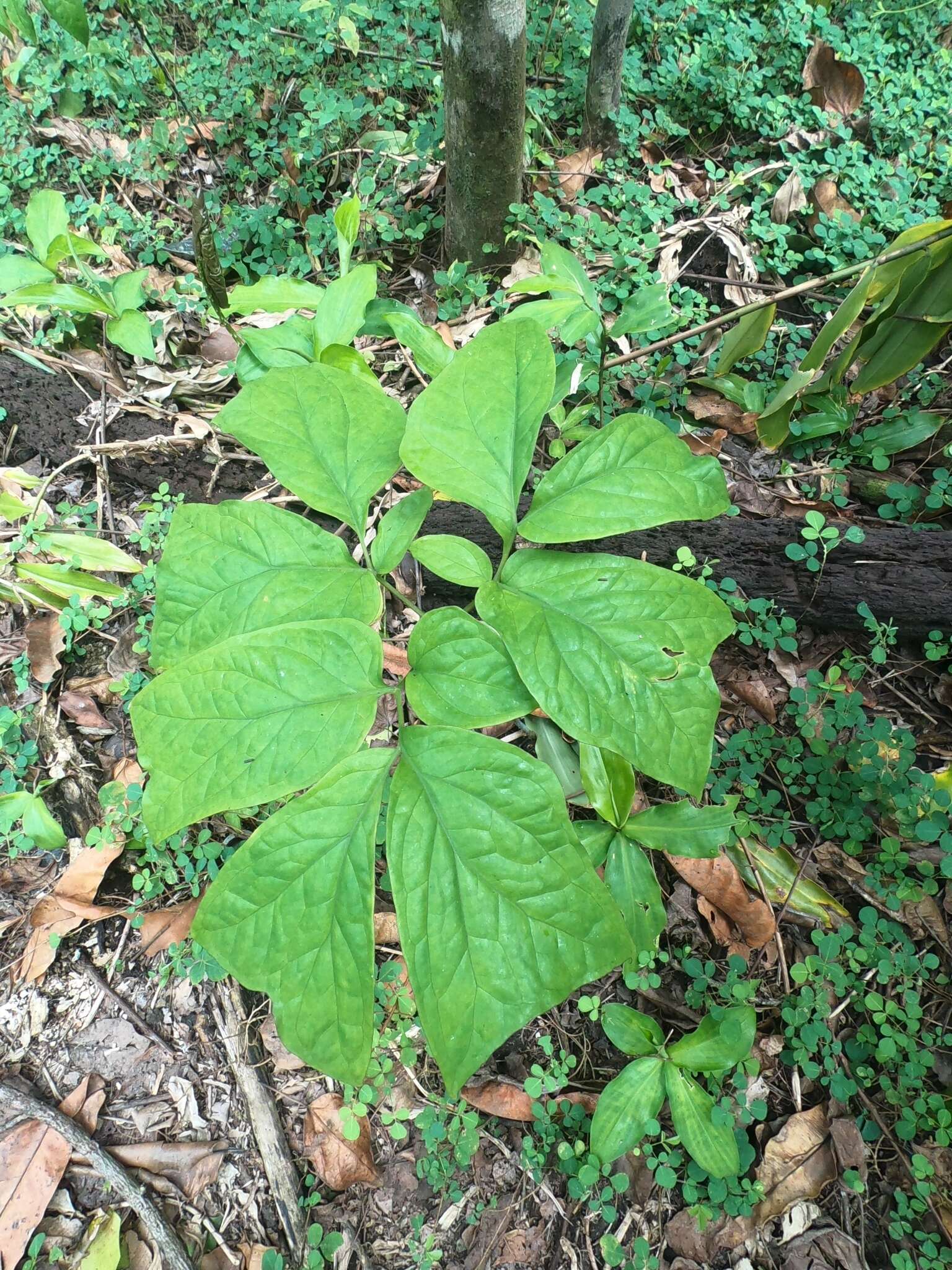 Image of Anchomanes difformis (Blume) Engl.