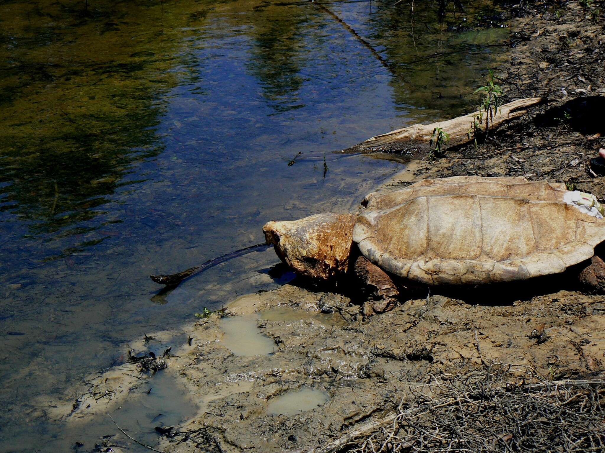 Imagem de Macrochelys