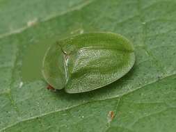 Image of Cassida (Odontionycha) viridis Linnaeus 1758