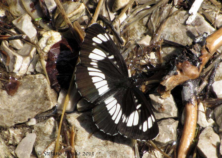 Image de Neptis rivularis Scopoli 1763