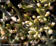 Image of Mesembryanthemum coriarium Burch. ex N. E. Br.