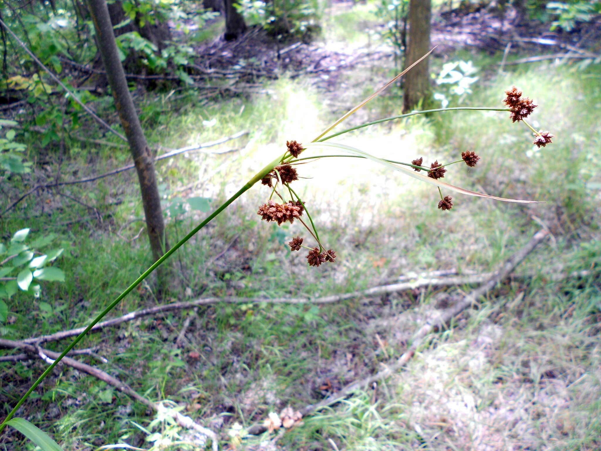 Image of green bulrush