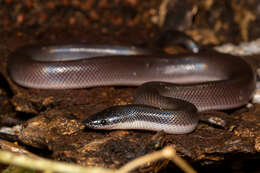 Image of Mexican burrowing pythons