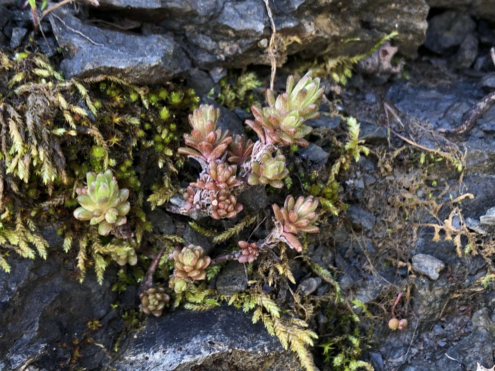 Image of Coast Range stonecrop