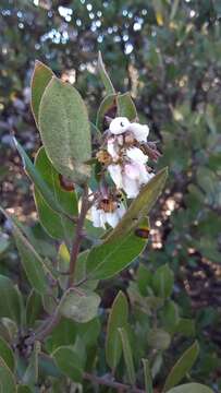 Image of woollyleaf manzanita