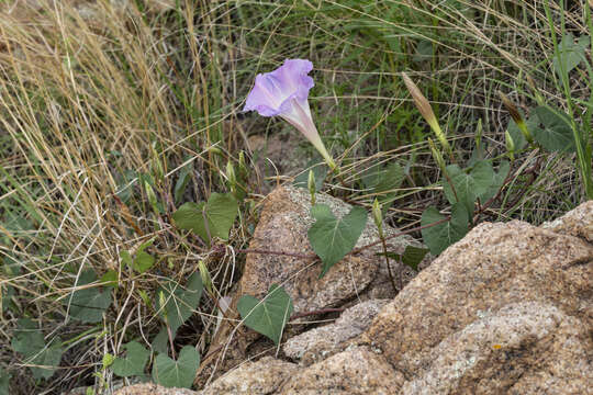 Image of Ipomoea gilana K. Keith & J. A. Mc Donald