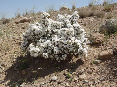 Image of Convolvulus leiocalycinus Boiss.