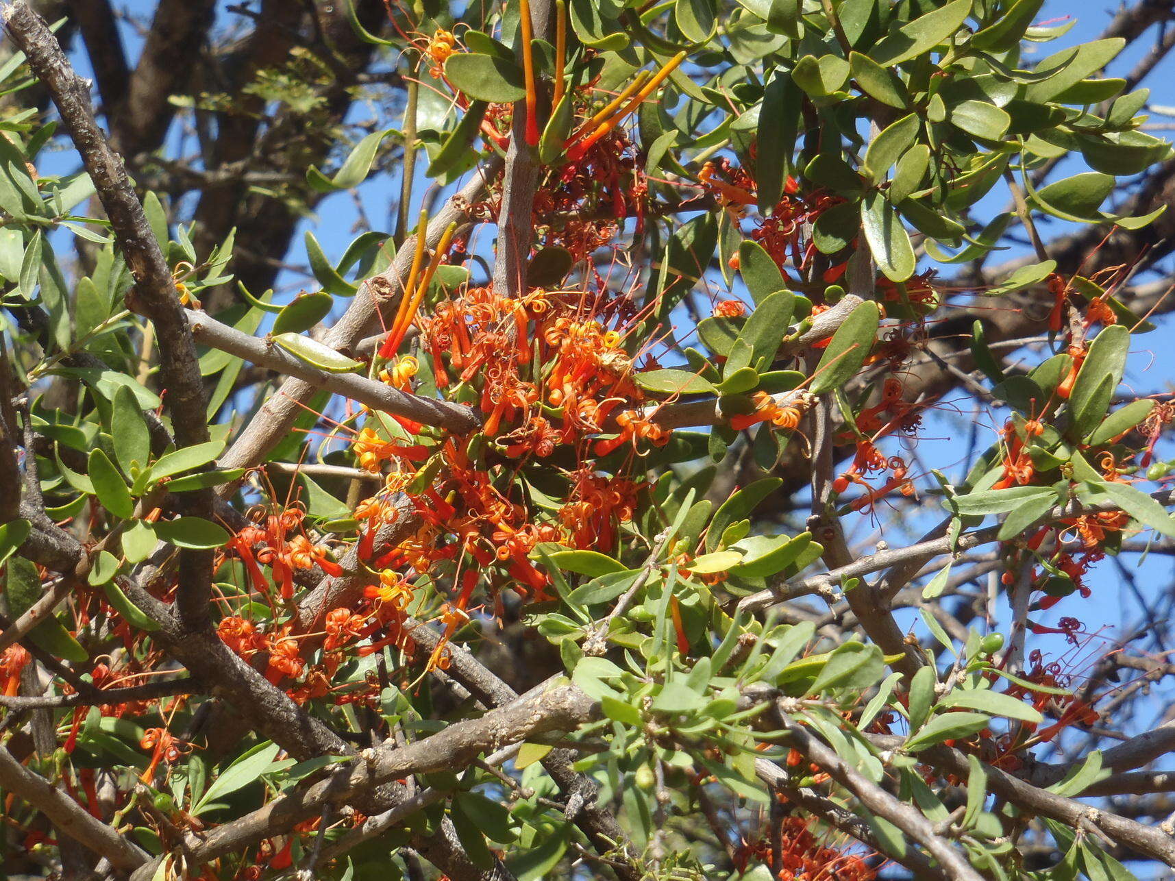 Image of Matches mistletoe