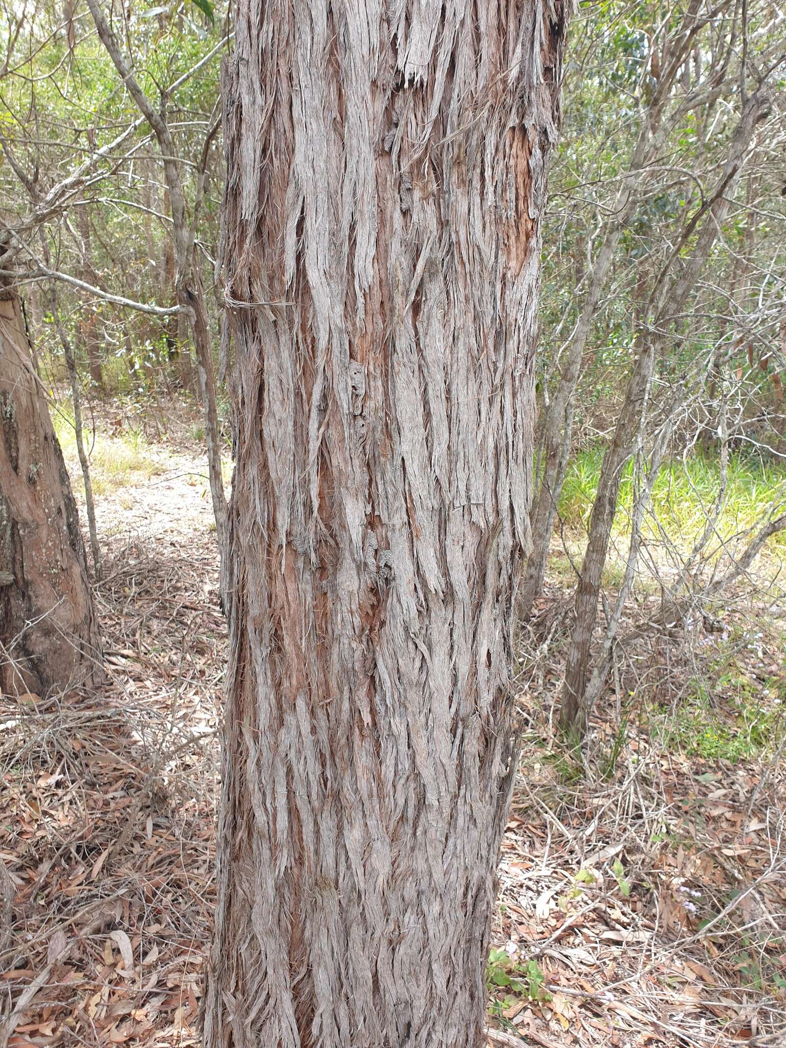 Imagem de Eucalyptus acmenoides Schauer