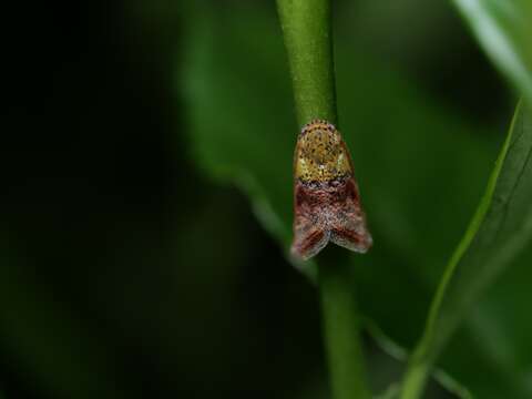 Image of Ricanula pulverosa (Stål 1865)