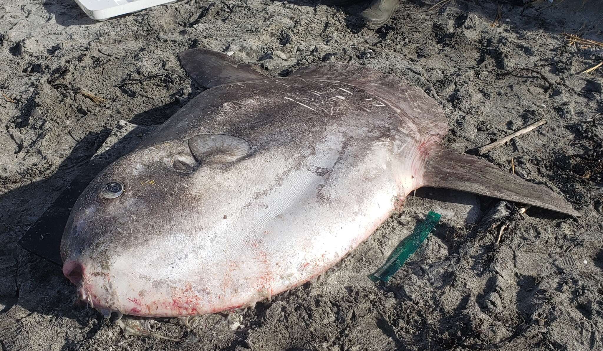 Image of Hoodwinker ocean sunfish