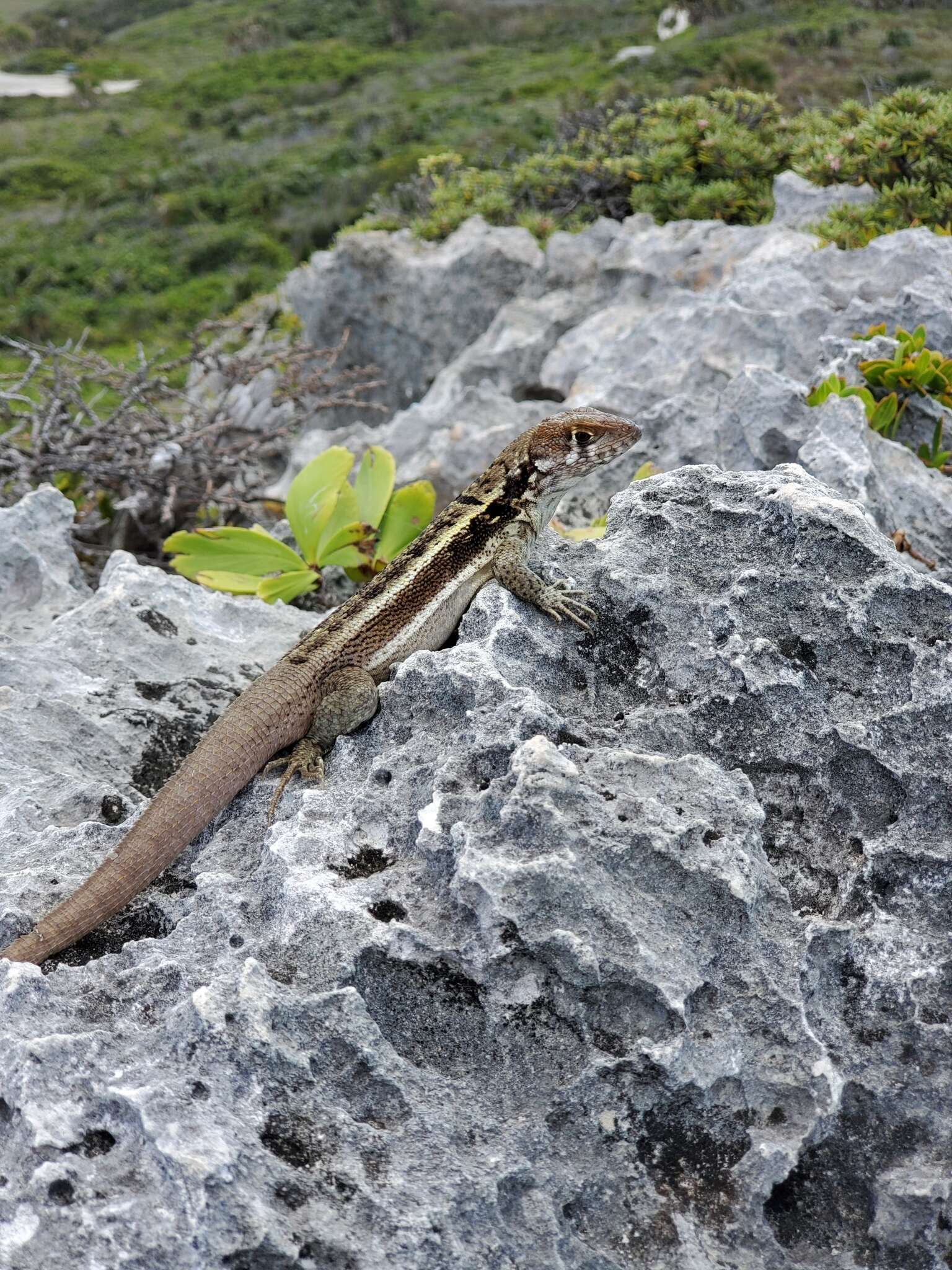 Image of Bastion Cay Curlytail Lizard