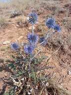 Echinops tataricus的圖片