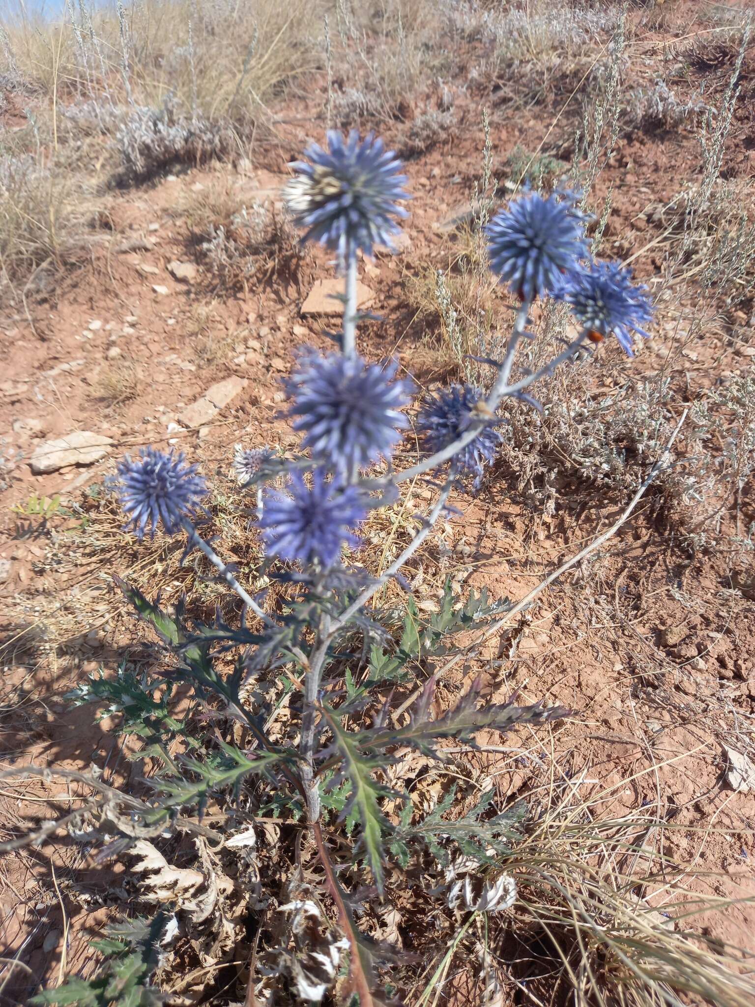 Imagem de Echinops tataricus