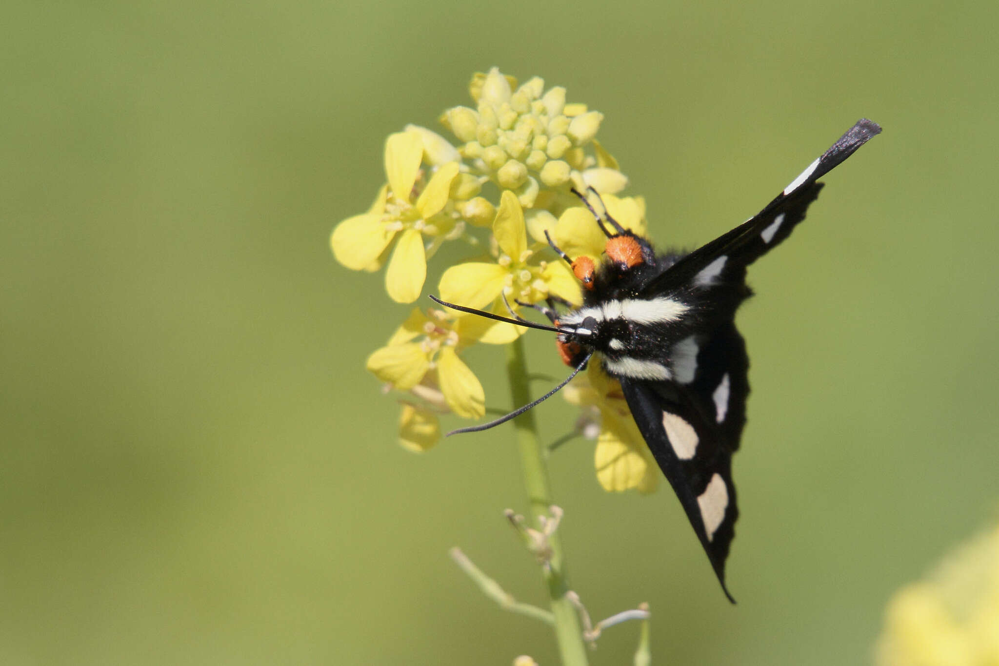 Imagem de Alypia octomaculata Fabricius 1775