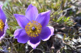 Image of cutleaf anemone