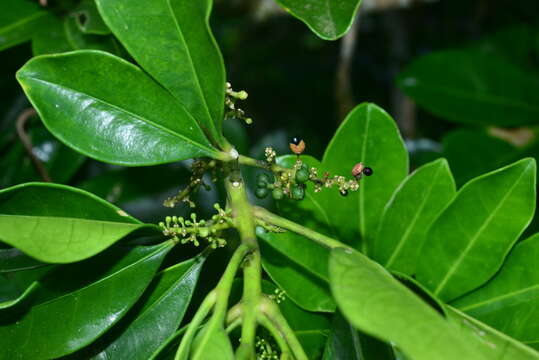 Image de Melicope triphylla (Lam.) Merr.