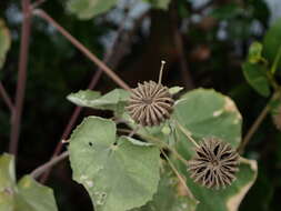 Imagem de Abutilon indicum (L.) Sweet