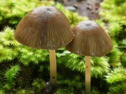 Image of Entoloma persimile E. Horak 2008