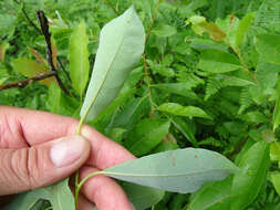 Plancia ëd Salix discolor Muhl.