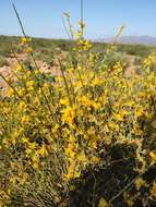 Image de Genista spartioides Spach