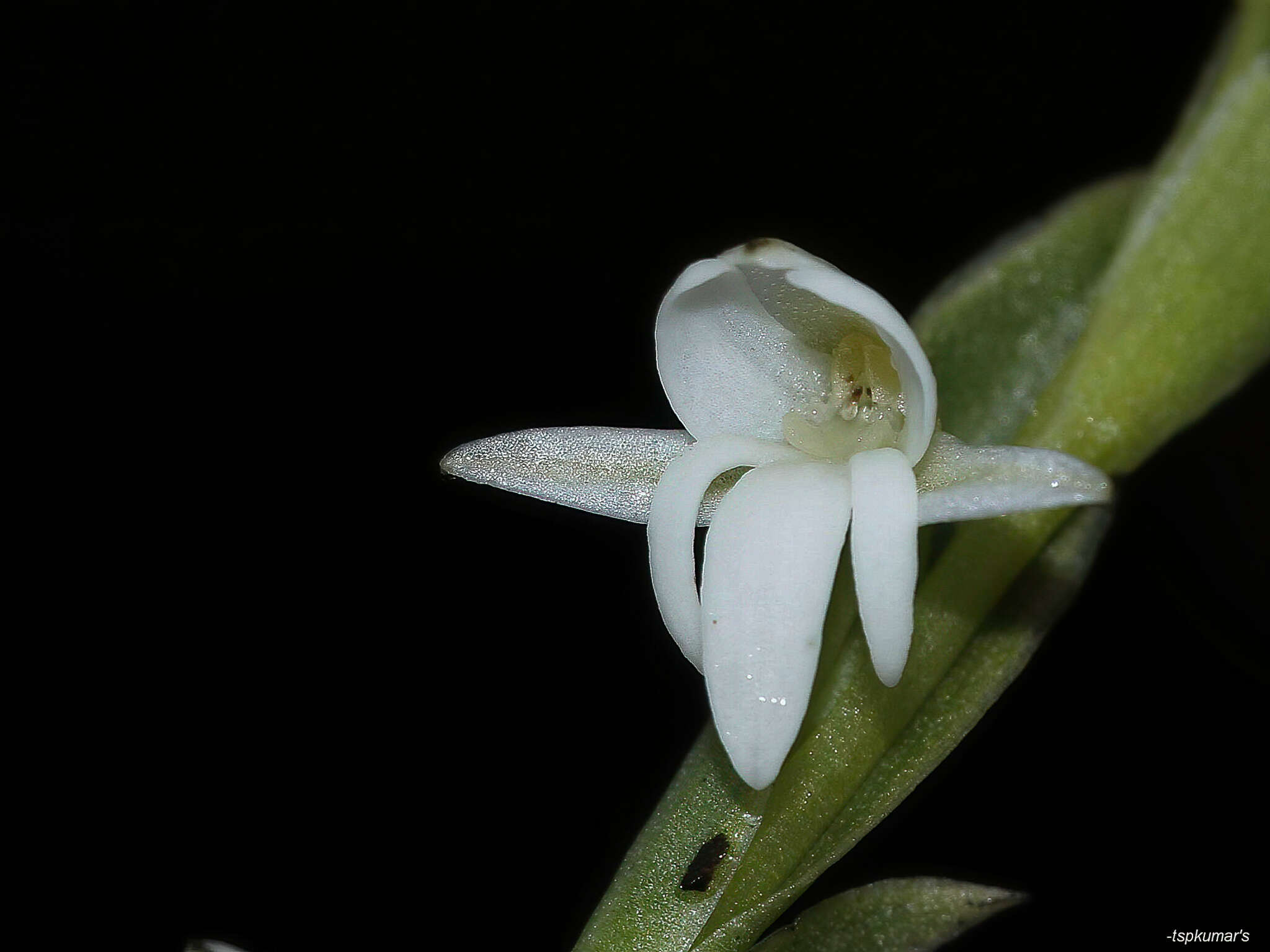 Image of Habenaria heyneana Lindl.