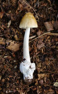 Image of Amanita sinicoflava Tulloss 1988