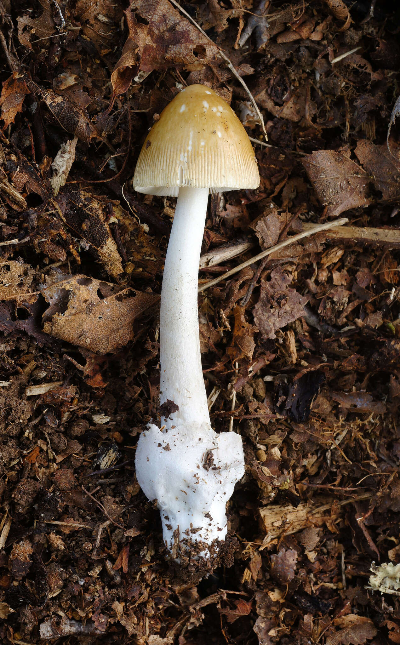 Image of Amanita sinicoflava Tulloss 1988